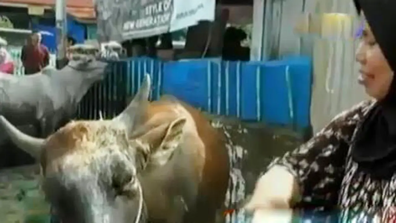 VIDEO: Sapi Ini Dibedaki dan Mandi Kembang Sebelum Dikurbankan