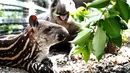 Seekor tapir Amerika Selatan betina terlihat bersama bayinya di Kebun Binatang Shanghai di Shanghai, China timur (9/10/2020). Bayi tapir itu lahir pada 8 September di kebun binatang tersebut. (Xinhua/Zhang Jiansong)