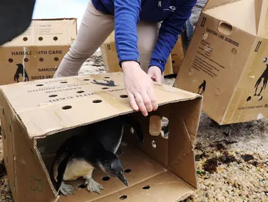 Sejumlah anak penguin dilepaskan ke pantai di Stony Point, dekat Cape Town, Afrika Selatan (8/12). Sebanyak 223 anak penguin yang telah direhabilitasi oleh Yayasan SANCCOB dilepas ke alam bebas untuk hidup kembali ke habitatnya. (Reuters/Addison Hill)