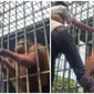 Pria yang ditarik orang utan minta maaf, pihak kebun binatang buka suara. (Sumber: Instagram/ipin_chill)