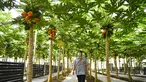 Pekerja mengecek pohon pepaya di rumah kaca buah-buahan tropis di Wanchang, Wilayah Yongji, Provinsi Jilin, China (12/8/2020). Guna mewujudkan optimisasi struktur pertanian, Wilayah Yongji telah mendorong petani lokal untuk menanam buah-buahan tropis seperti pepaya dan pisang. (Xinhua/Xu Chang)