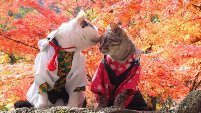 kucing cosplay