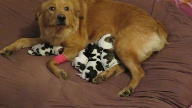 7 Potret Gemas Induk Anjing Saat Menyusui Anak-anaknya, Lucu Banget