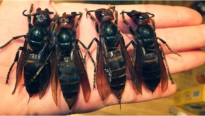 Courtesy DailyMail.com