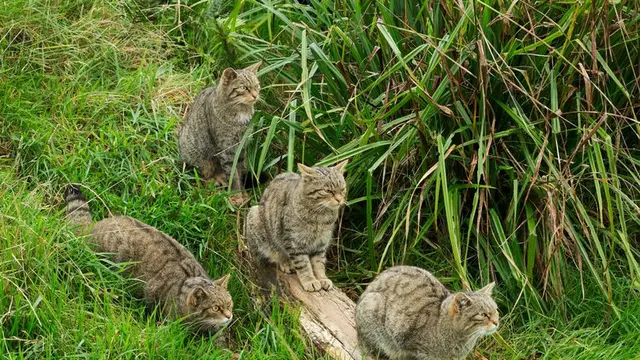 Kucing Devon Tiger