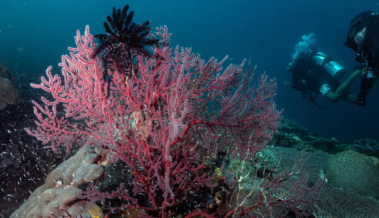 Penyelam rekreasi melewati terumbu karang di perairan Kabupaten Raja Ampat, Papua Barat, Indonesia bagian Timur, 3 November 2023. (Lillian SUWANRUMPHA/AFP)
