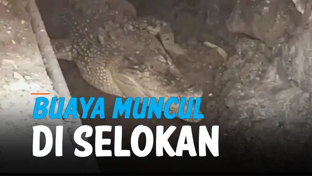 WADUH, BUAYA MUNCUL DI SELOKAN BIKIN GEGER WARGA