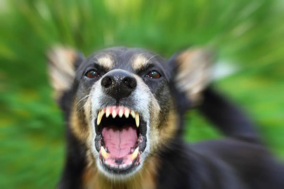 Ilustrasi anjing terinveksi virus rabies (Istimewa)