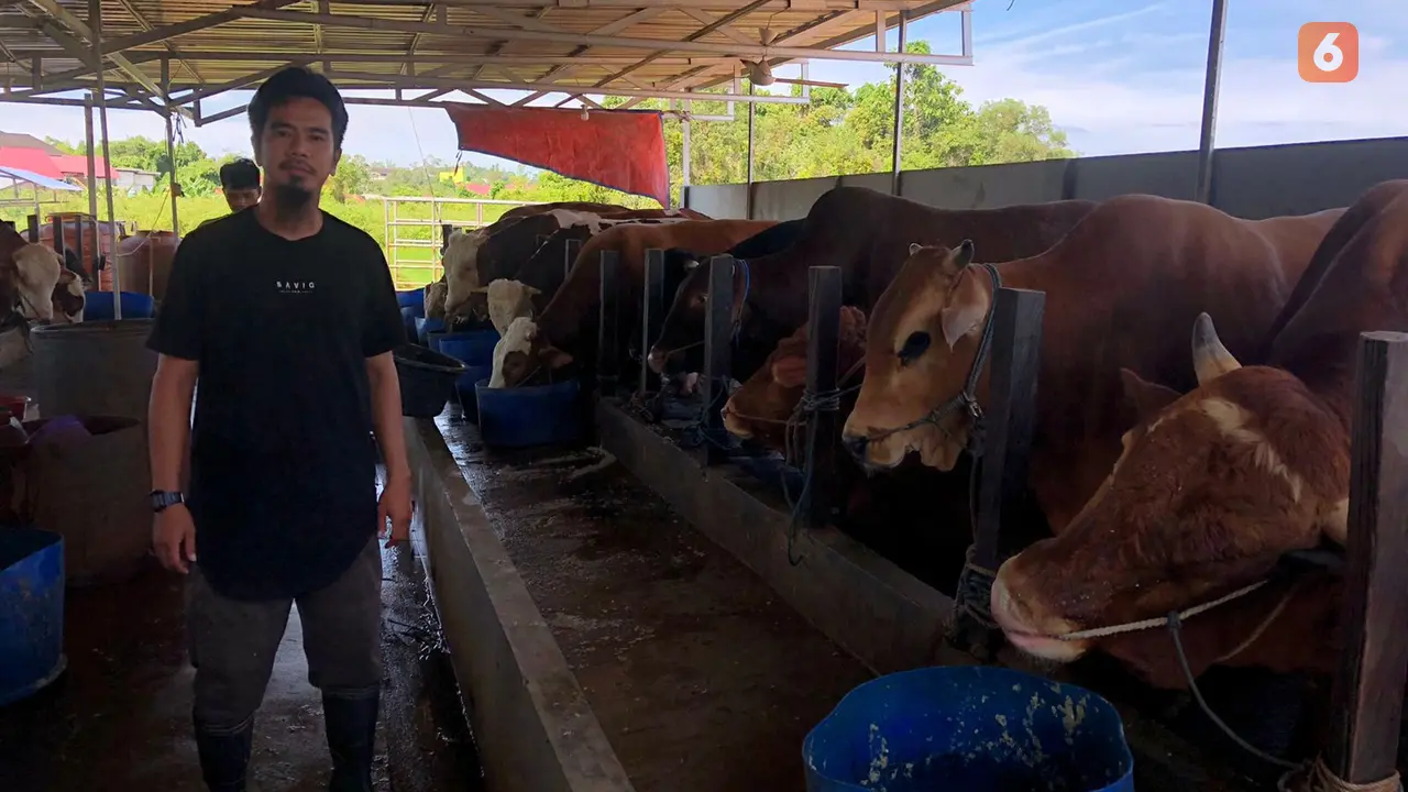 Penggemukan Sapi di Balikpapan