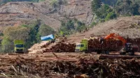 Proses pengambilan kayu alam hutan Popayato, Pohuwato yang menjadi di wilayah konsesi BTL untuk dijadikan wood pellet. Foto: Infis (Arfandi Ibrahim/Liputan6.com)