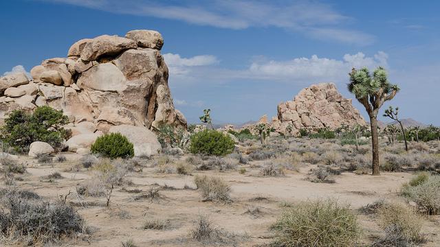 Taman Nasional Joshua Tree, California (Tuxyso / Wikimedia)