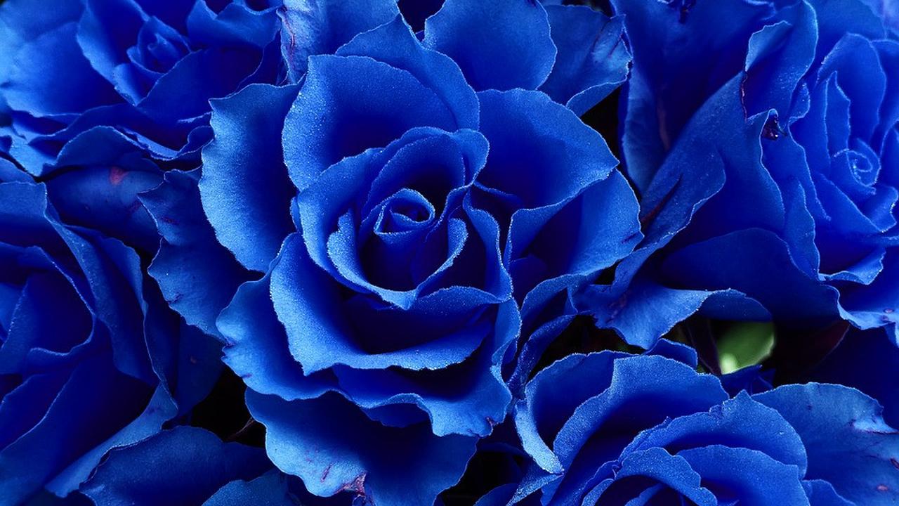 25 Macam-Macam Warna Biru dari yang Terang Hingga Gelap