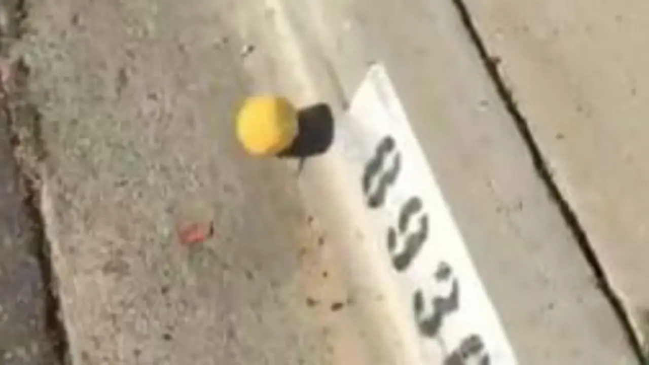 video lemon menggelinding jadi viral (Twitter/Mike Sakasegawa)