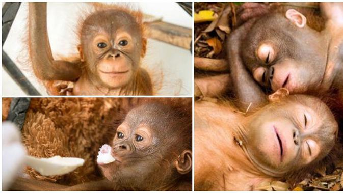 Foto Lucu Bayi Orangutan Yatim Piatu Asli Indonesia Lho Lifestyle Fimela Com