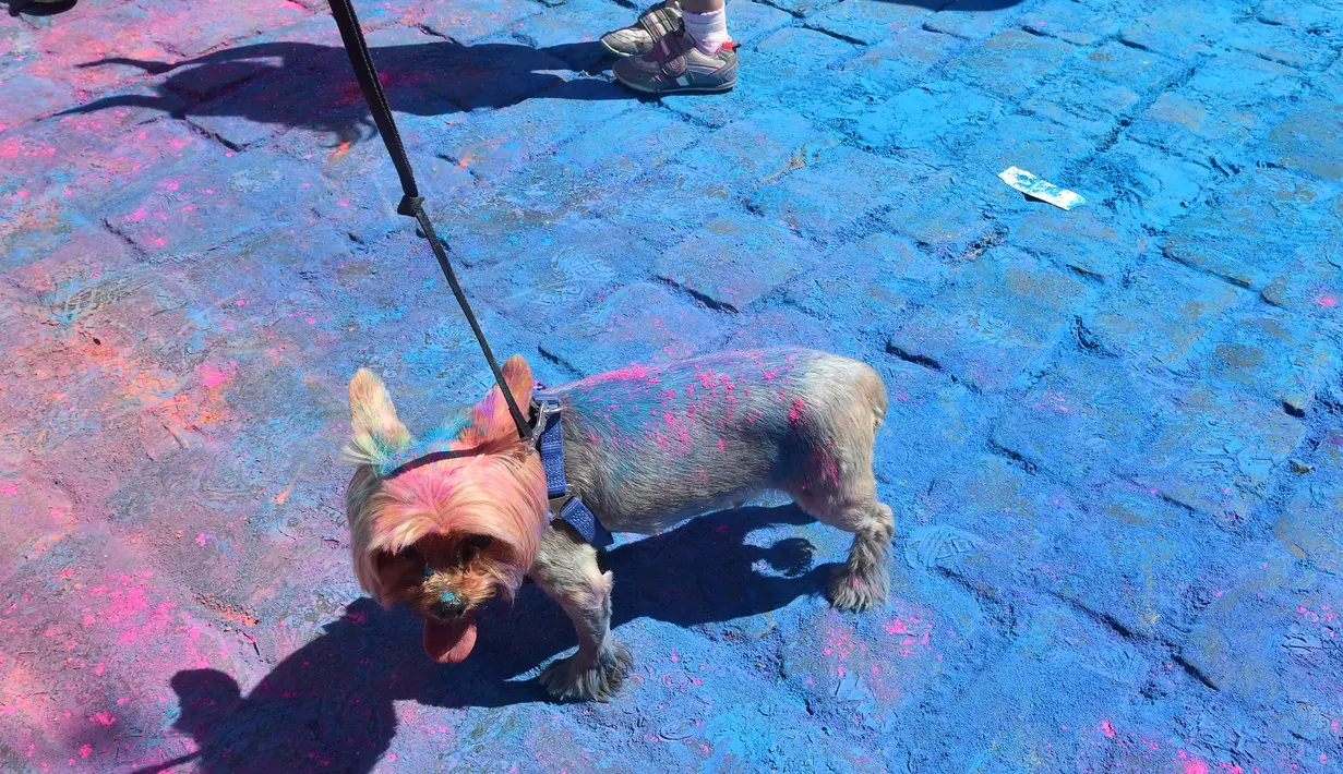 Seekor anjing penuh dengan bubuk warna-warni saat mengikuti Kyiv Color Run di Kiev, Ukraina, Minggu (10/6). The Color Run diluncurkan dan diselenggarakan pertama kali pada Januari 2012 di Amerika Serikat. (AFP PHOTO/Sergei SUPINSKY)