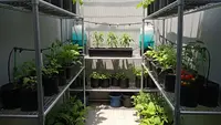 9 Ide Kebun Sayur di Rak Besi Susun untuk Lahan Terbatas, Solusi Inovatif