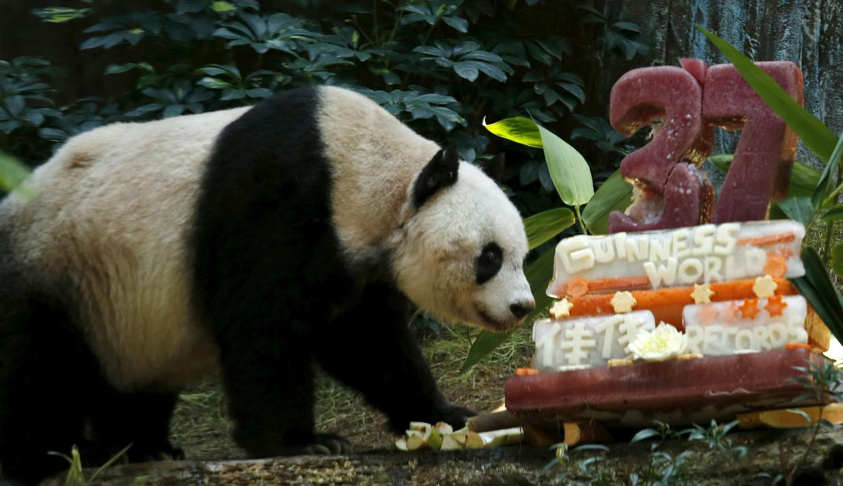 Panda raksasa Jia Jia terlihat di samping kue ulang tahunnya yang terbuat dari es dan sayuran di Hong Kong Ocean Park, China, Selasa, (28/7/2015).  Panda lucu ini merayakan ulang tahunnya ke-37. (REUTERS/Bobby Yip)