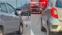 Ular Piton Santai di Atas Mobil yang Melaju, Diingatkan Pengendara Lain Pakai Klakson