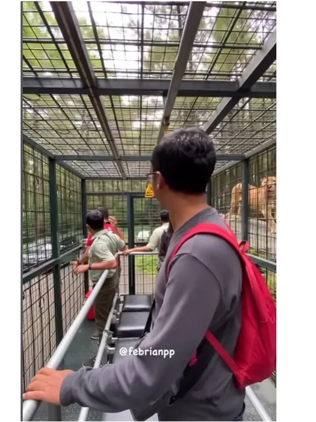 Kunjungi Taman Safari Lagi, Ini 6 Momen Damai 'Pelaku' dan Korban Tabrak Singa