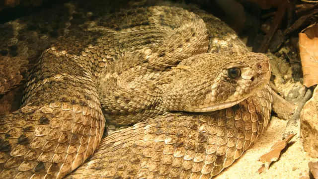 Western Diamondback Rattlesnake (Crotalus atrox)