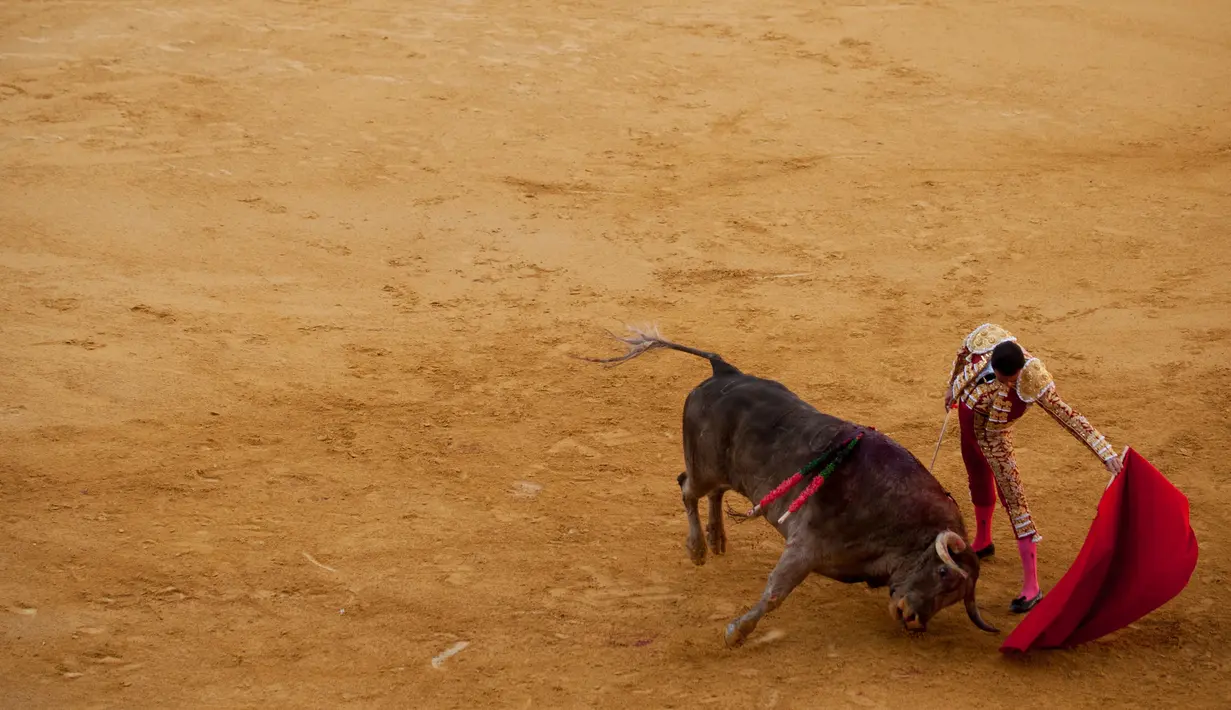 Matador Spanyol Enrique Ponce bertarung melawan banteng saat Festival Adu Banteng Corpus di Granada pada 27 Mei 2016. (AFP PHOTO / JORGE GUERRERO)