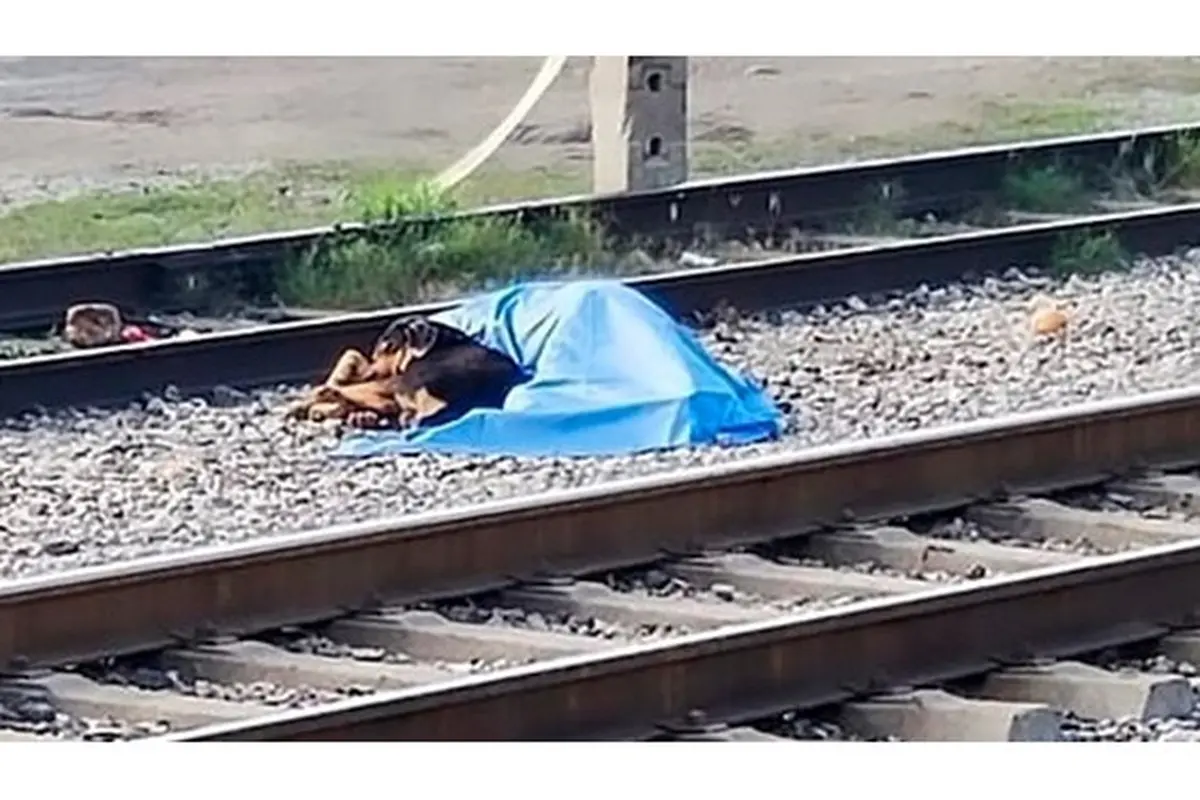 Foto Anjing Tak Ingin Tinggalkan Pemilik yang Meninggal Ini Bikin Terenyuh