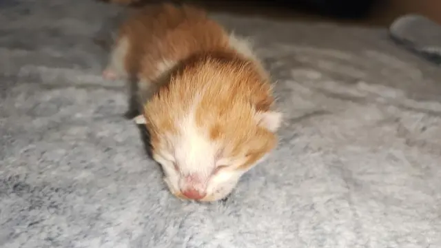 China Berhasil Kloning Kucing Dari Bahan Lokal