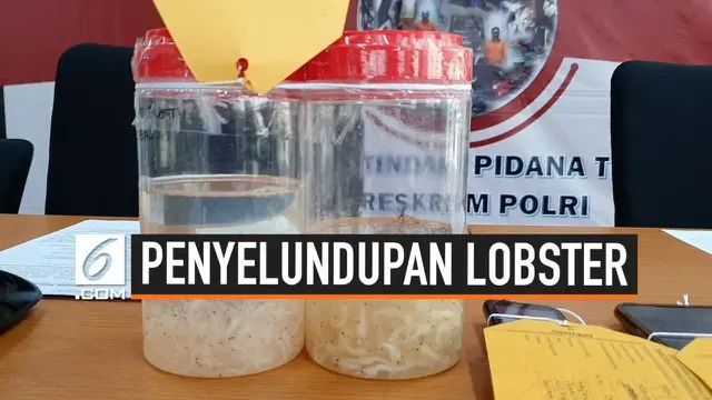Jajaran Direktorat Tindak Pidana Tertentu Bareskrim Polri mengungkap penyelundupan benih lobster dari Jambi ke Singapura sebanyak 113 ribu lebih ekor dengan nilai 17 miliar rupiah.