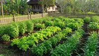 9 Tanaman Lalapan yang Bisa Dipanen Hampir Setiap Hari, Kaya Nutrisi Dikonsumsi