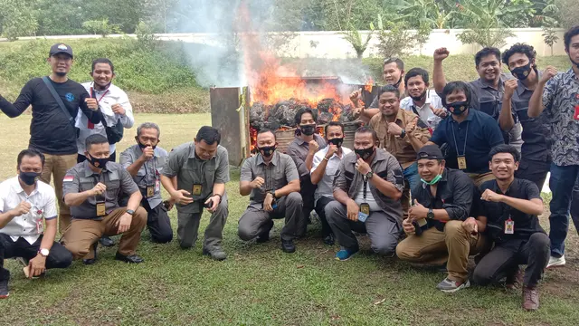 Ganja Seberat 303 Kg Dimusnahkan Mapolda Banten dengan Cara Dibakar