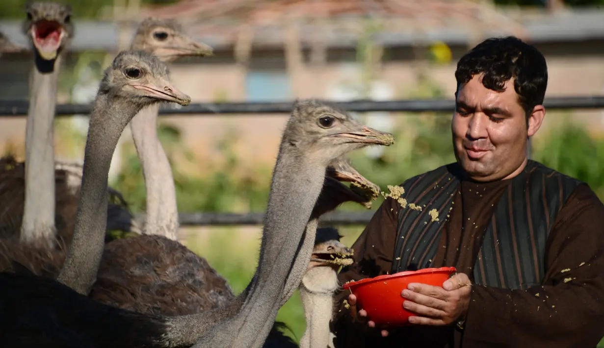 Seorang peternak memberi makanan burung unta di sebuah peternakan di pinggiran Herat, Afghanistan (15/8).  (AFP Photo/Hoshang Hashimi)