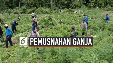 BNN memusnahkan ladang ganja ribuan meter persegi di Aceh Besar. Diduga ladang ini dapat memproduksi ganja basah hingga 10.000 ton.