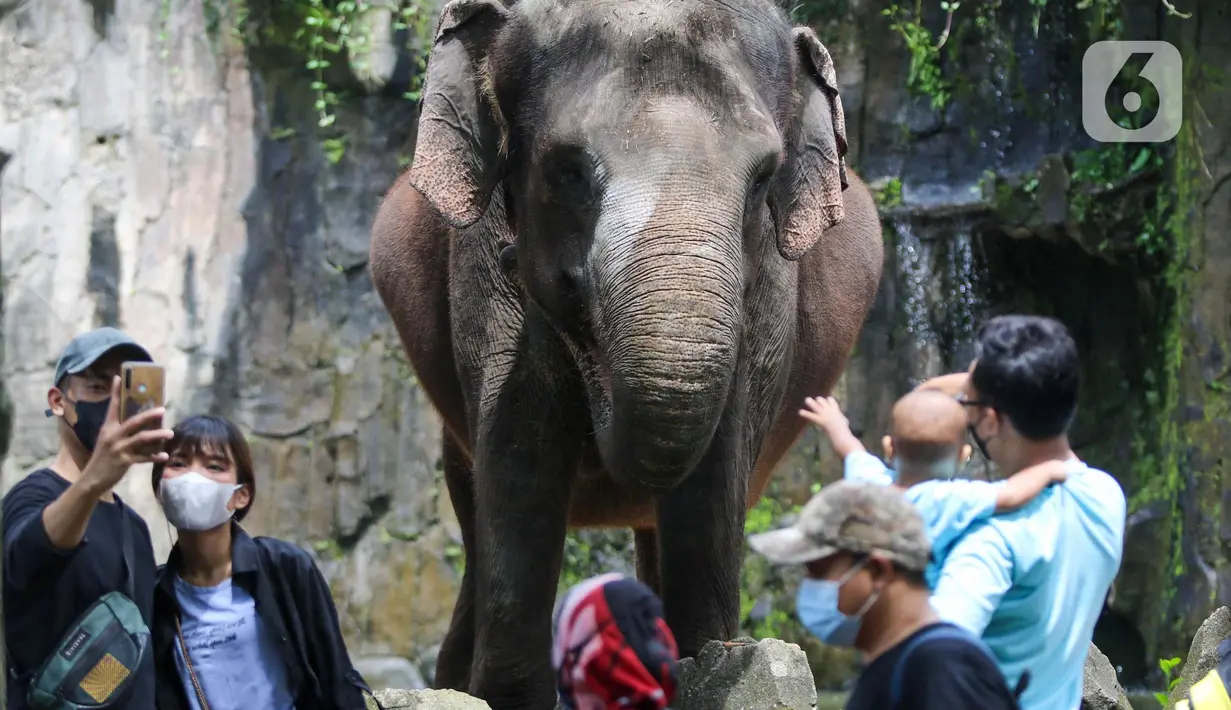 Pengunjung melihat gajah di Taman Margasatwa Ragunan, Jakarta, Senin (28/2/2022). Tempat wisata di Jakarta ramai dikunjungi warga saat libur Isra Miraj 2022. (Liputan6.com/Herman Zakharia)