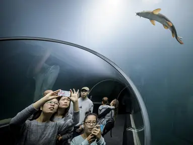 Pengunjung berada didalam terowongan kaca menonton ikan saat pembukaan akuarium terbesar di Eropa, Lausanne, Swiss (21/10). (AFP Photo/Fabrice Coffrini)