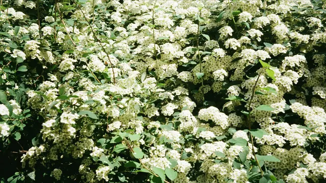 Spiraea, Semak Berbunga Lebat yang Mudah Dirawat