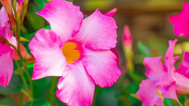 Mandevilla