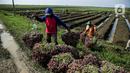 Tanaman bawang ini tidak tidak cukup mendapatkan air sehingga tidak bisa tumbuh subur karena hujan jarang terjadi. Sebagian tanaman bawang itu bahkan mati atau gagal panen. (Liputan6.com/Faizal Fanani)