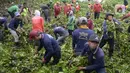 Pekerja dari Dinas Pekerjaan Umum (PU) Kota Tangerang Selatan melakukan pengangkatan eceng gondok di Situ Pamulang, Tangerang Selatan, Banten, Senin (2/11/2020). Eceng gondok yang tumbuh liar hampir menutupi Situ Pamulang mulai dibersihkan. (merdeka.com/Dwi Narwoko)