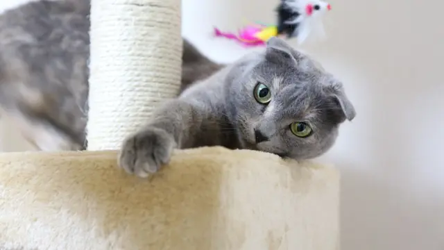 Jadi Peliharaan yang Tengah Naik Daun, Ini 10 Fakta Unik Kucing Scottish Fold