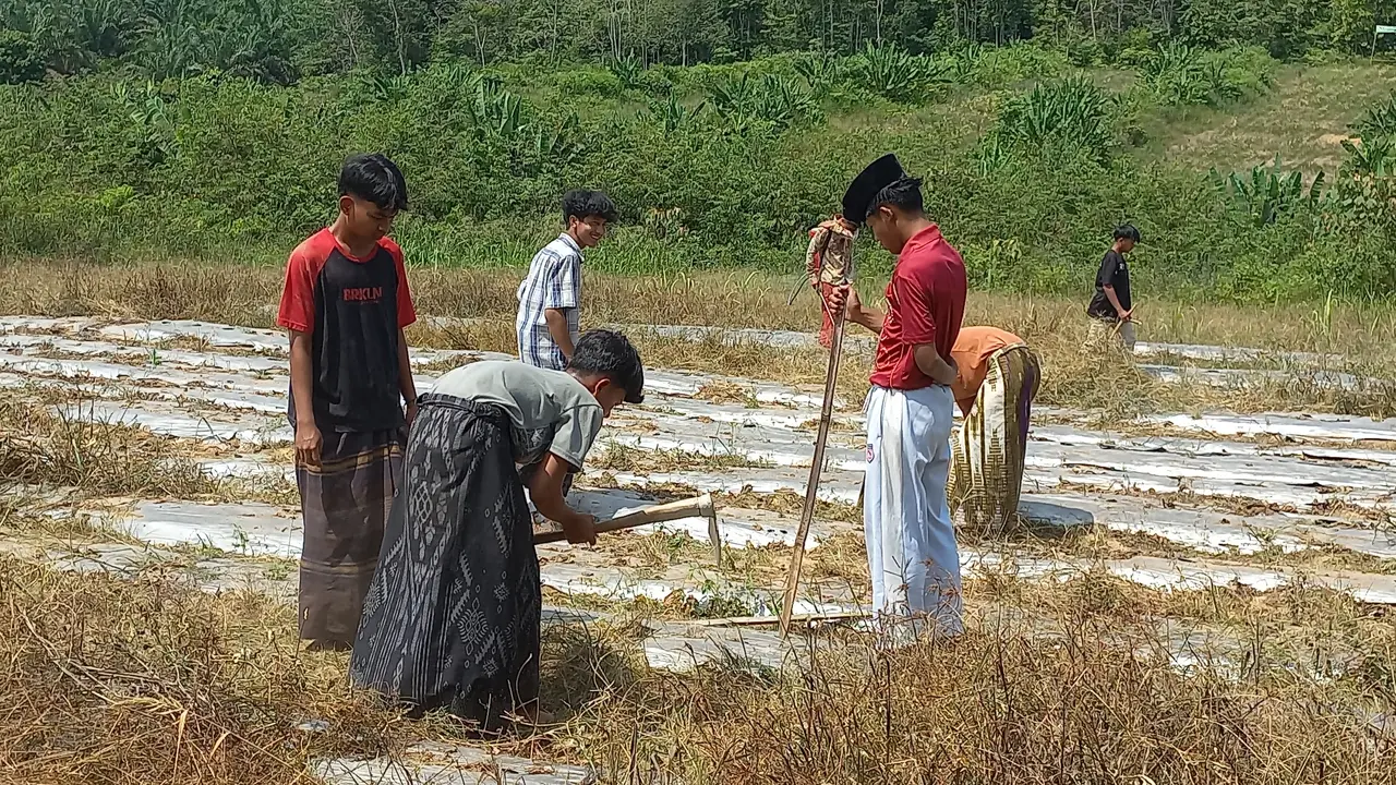 Sejumlah santri sedang menyiapkan lahan pertanian di sekitar Pondok Pesantren Al-muttaqin