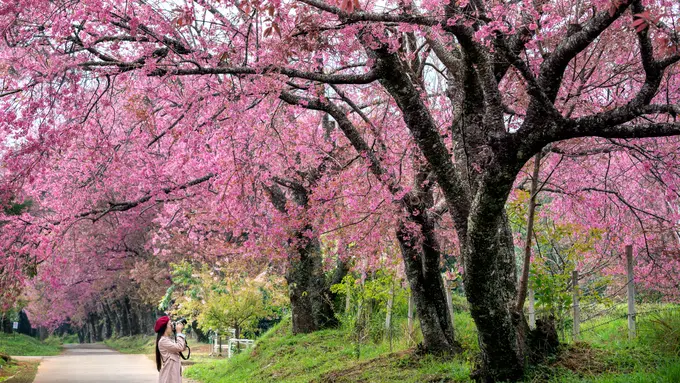 3 Destinasi Terbaik Saat Musim Sakura