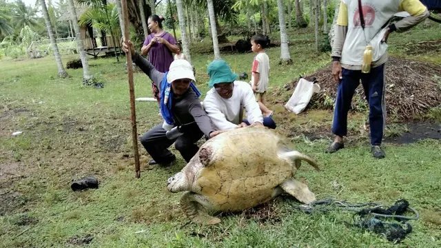 Kembalinya Penyu Hijau Korban Salah Tangkap Nelayan ke Laut Lepas