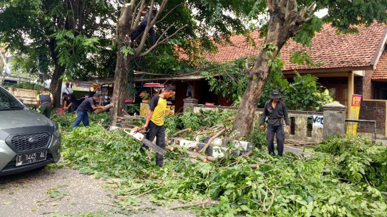 Antisipasi Pohon Tumbang, Disperkim Purwakarta Intensifkan Penjarangan Peneduh Jalan