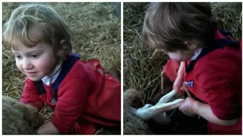 Gadis Cilik Ini Membantu Persalinan Domba *OTW