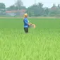 Petani memupuk tanaman padi di Karawang, Jawa Barat, Senin (4/7). Kementerian Pertanian optimis target produksi padi sebesar 75,13 juta ton pada tahun 2016 dapat tercapai. (Liputan6.com/Gempur M Surya) 