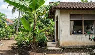 8 Pohon Buah Berakar Dangkal Cocok Ditanam Dekat Dapur Rumah, Aman dan Adem