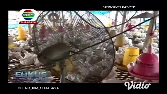 VIDEO: Peternak Terancam Gagal Panen Akibat Cuaca Panas di Tuban