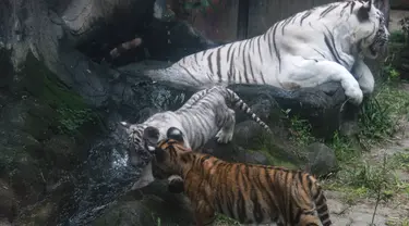 Anak harimau benggala yang baru lahir berumur 2,5 bulan bermain di samping induknya di kebun binatang Siantar, Siantar, Sumatera Utara pada 18 Januari 2024. (KARTIK BYMA/AFP)