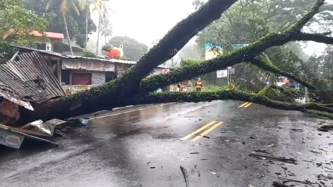 Pohon tumbang di Jalan Raya Ciawi-Puncak, Kecamatan Ciawi, Kabupaten Bogor.