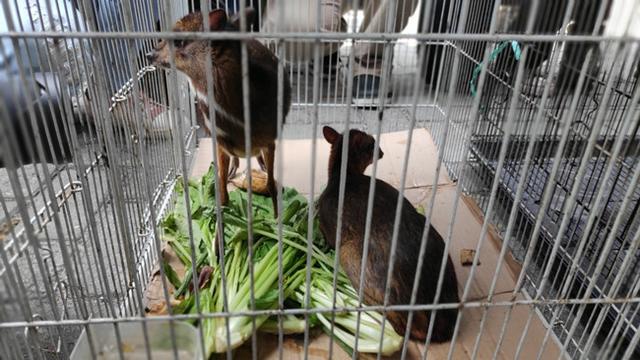 Dua kancil yang disita Polda Riau dari tersangka penjual satwa dilindungi di Pekanbaru.